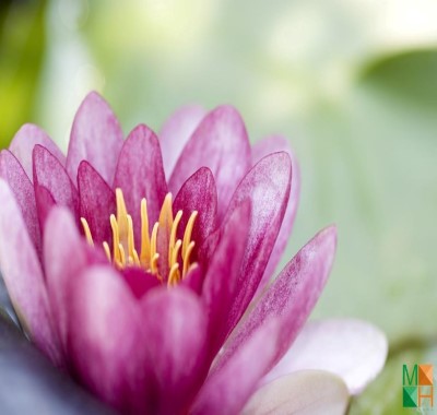  Tranh dán tường Hàn Quốc - hoa sen FW 214